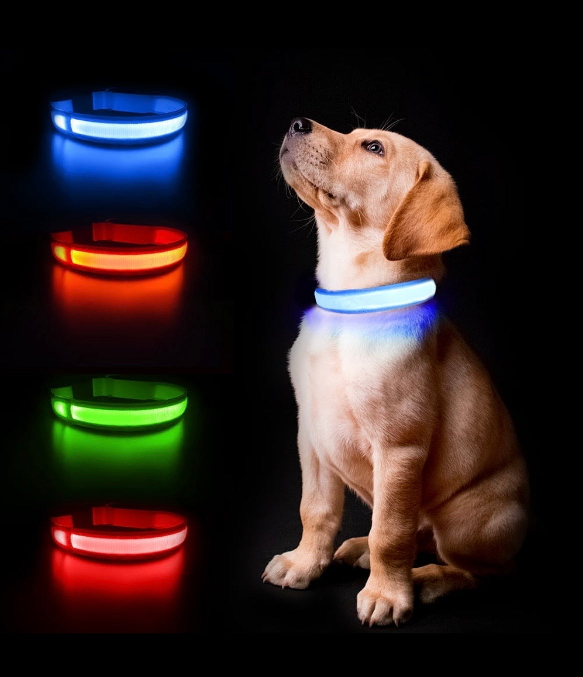 Collier LED Lumineux pour Chien 🌟