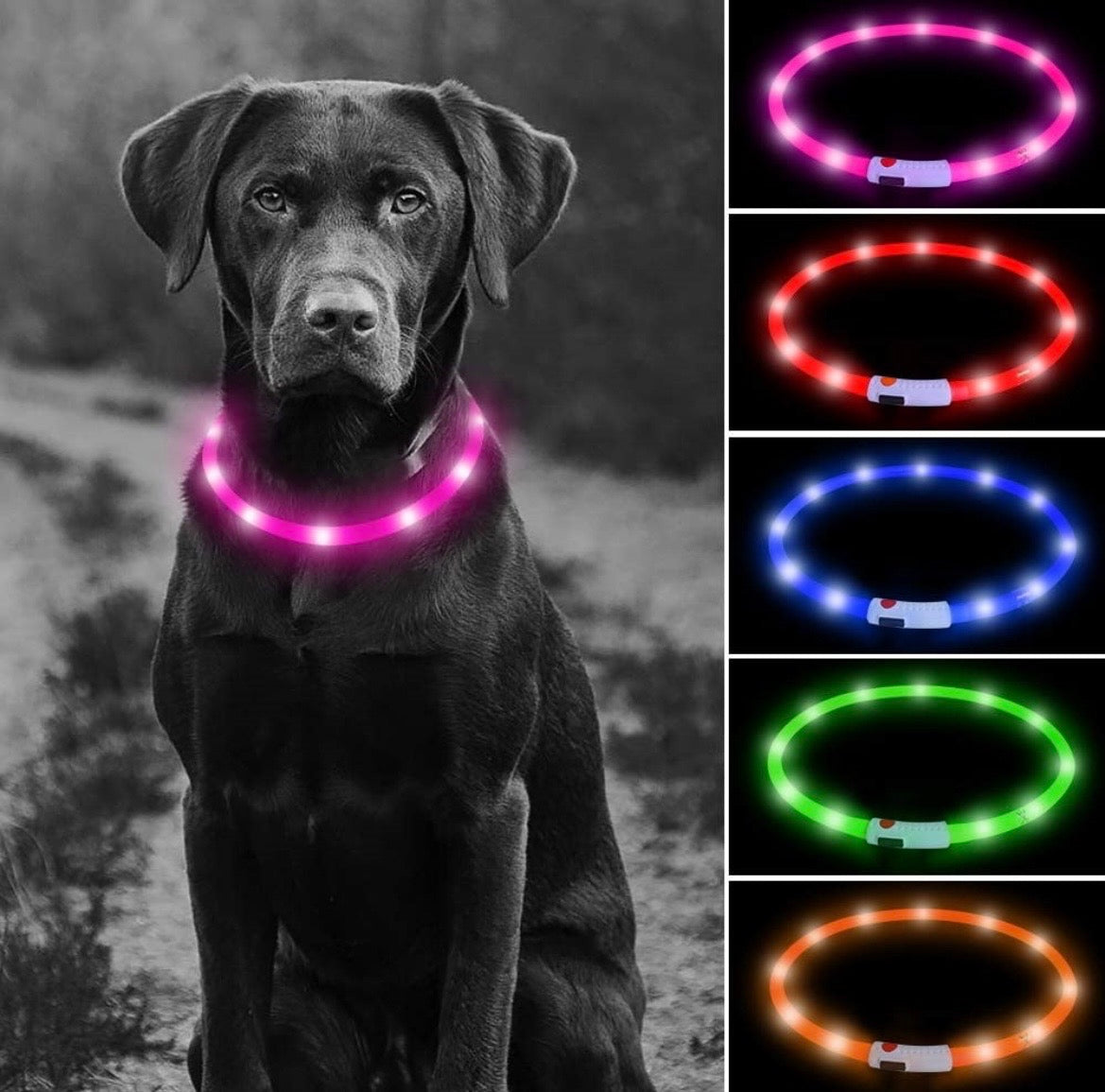 Collier LED Lumineux pour Chien 🌟